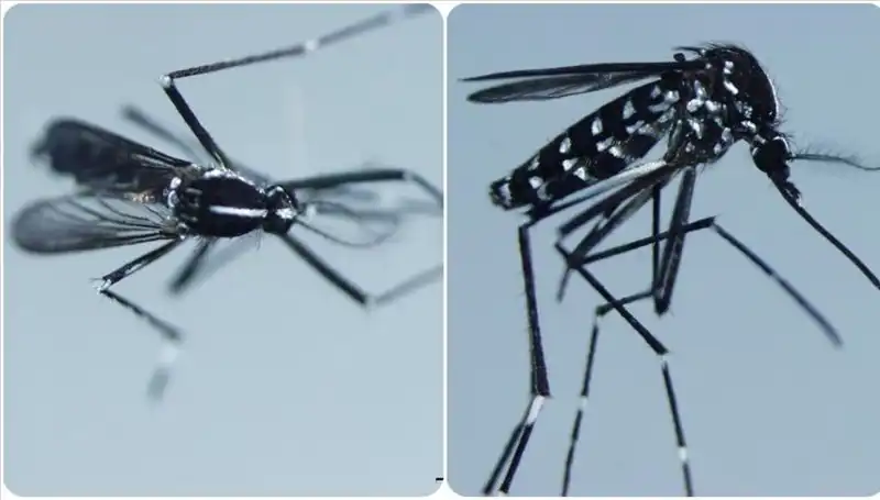 Chikungunya Virüsü: Belirtileri ve Tehlikeli Etkileri Hakkında Bilinmesi Gerekenler