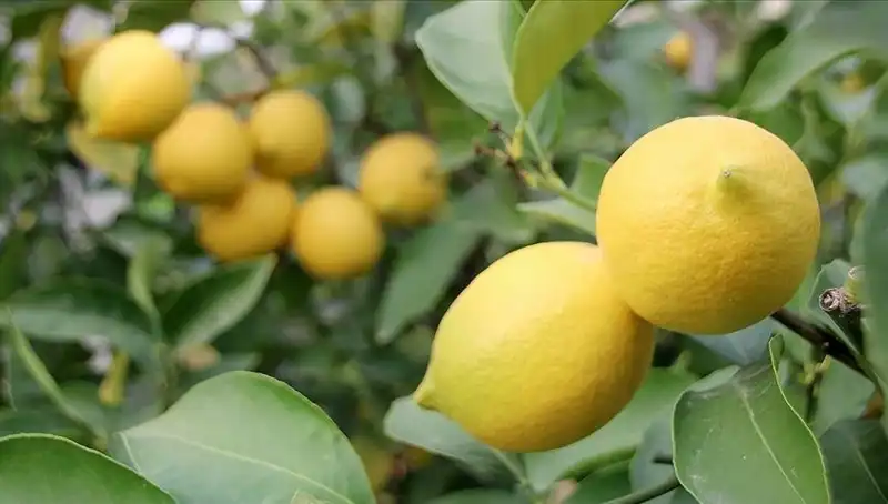 Limonun Fiyatı Düşmanı: 24 Lira ile Cep Yakıyor!
