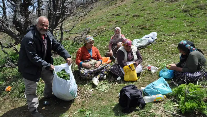 Yüzlerce Ailenin Geçim Kaynağı: Toplamak İçin 5 Saat Yürüyenler
