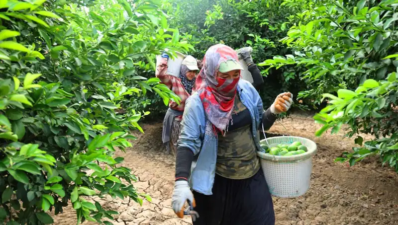 Marketlerde Fiyat Şoku: Kilosu 150 Lira Olan Ürünlerde Hasat Dönemi Başladı!