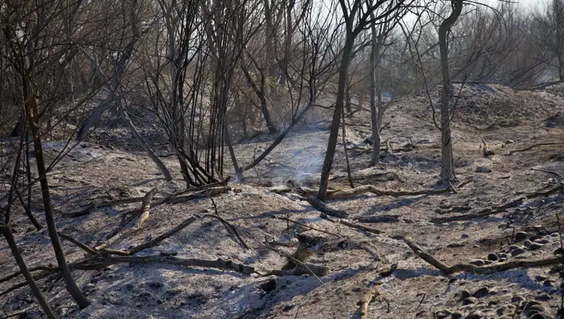 Osmaniye Kuş Cenneti'nde Yangın: Doğa ve Fauna İçin Tehlike Çanları!