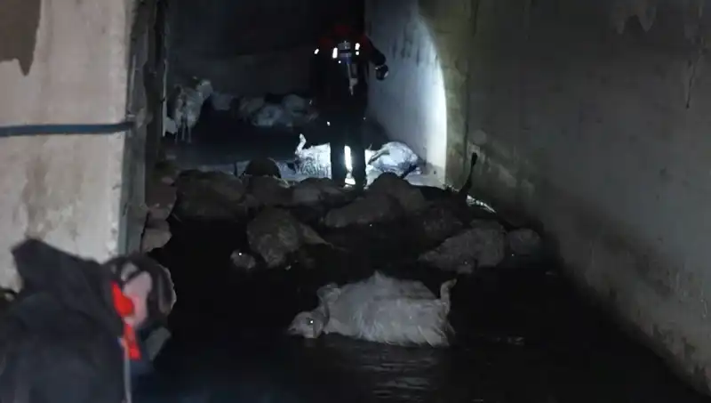 Keskin Koku Hayvanların Hayatına Mal Oldu: Facia Detayları