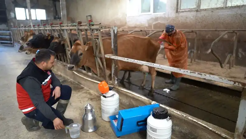 Türkiye'de İlk Kez Uygulanan Jersey Sperması ile Hayvancılıkta Yeni Bir Dönem Başlıyor